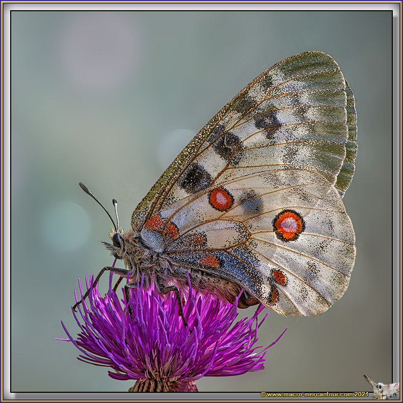 Apollon